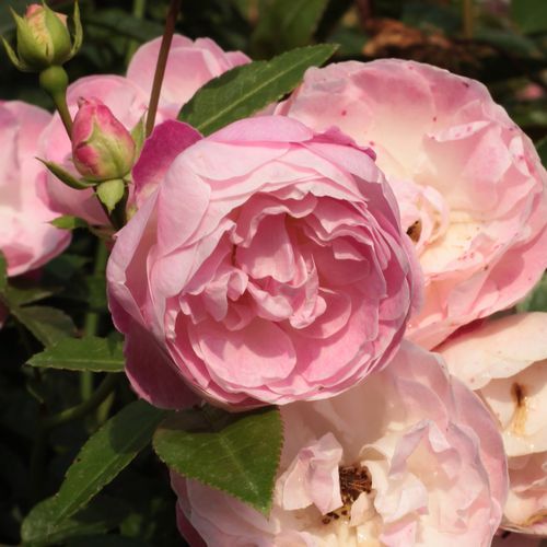 Gärtnerei - Rosa Sorbet Pink™ - rosa - polyantharosen - diskret duftend - Dr. Túri Istvánné (Molnár Éva Anna) - hre dekorativen Blüten verblassen etwas während des Blühens, so sind ihre Büsche von Blüten von weiß bis blassrosa bedeckt